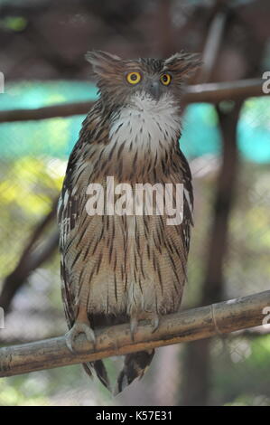 Brown Fish Owl, Phnom Tamao Wildlife Rescue Center, Provinz Takeo, Kambodscha. Credit: Kraig Lieb Stockfoto