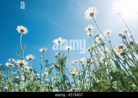 Gänseblümchen gegen den blauen Himmel und die Sonne schütteln im Wind Stockfoto