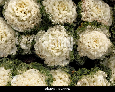 Kohl oder Zierpflanzen Zierpflanzen kale in Garten Stockfoto