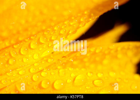 Nahaufnahme von Wassertropfen auf Sonnenblumen Blütenblätter Stockfoto