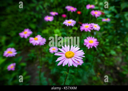 Rosa Blumen bemalte Daisy im Garten wächst. Stockfoto