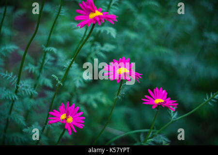 Crimson Blumen bemalte Daisy im Garten wächst. Verschwommen grünen Hintergrund. Stockfoto