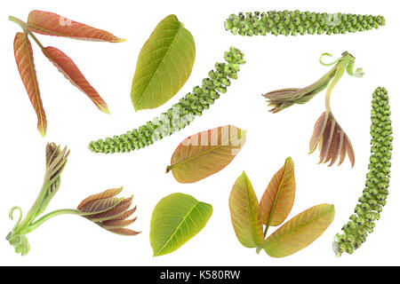 Walnut leaf Kollektion auf weißem Hintergrund Stockfoto