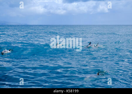 Eine Gruppe von gemeinsamen Delfinen schwimmen und spielen in einem ruhigen Meer in der Nähe der Azoren Archipel. Stockfoto