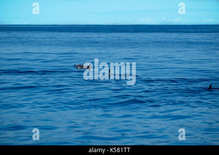 Delfine schwimmen in einem ruhigen Meer in der Nähe der Inseln des Archipels der Azoren. Stockfoto