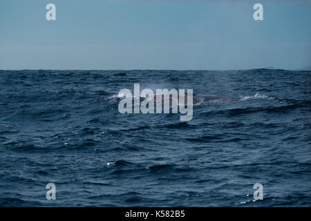 Ein Flossenwal (Balaenoptera physikalus), der nahe bei den Azoren auftaucht Stockfoto