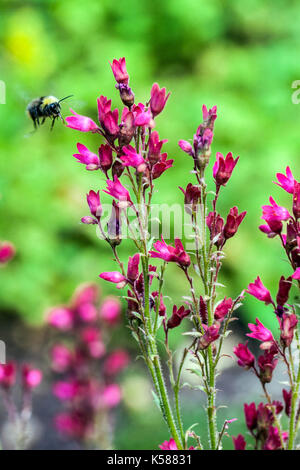 Hummel fliegende Korallenglocken Heuchera Stockfoto