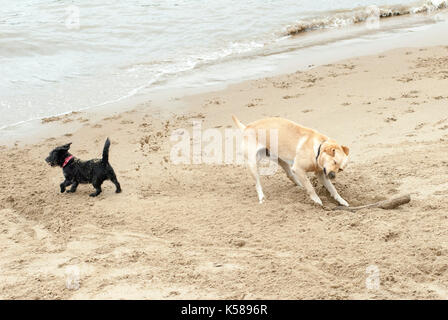 London, Großbritannien. 08 Sep, 2017. Hund begraben Stick im Sand an den Münze Street Beach entfernt. Regen in London am Südufer der Themse. Credit: JOHNNY ARMSTEAD/Alamy leben Nachrichten Stockfoto