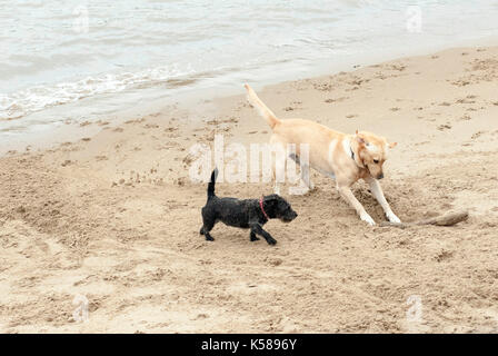 London, Großbritannien. 08 Sep, 2017. Hund begraben Stick im Sand an den Münze Street Beach entfernt. Regen in London am Südufer der Themse. Credit: JOHNNY ARMSTEAD/Alamy leben Nachrichten Stockfoto