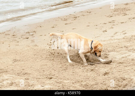 London, Großbritannien. 08 Sep, 2017. Hund begraben Stick im Sand an den Münze Street Beach entfernt. Regen in London am Südufer der Themse. Credit: JOHNNY ARMSTEAD/Alamy leben Nachrichten Stockfoto