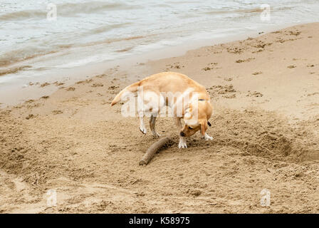 London, Großbritannien. 08 Sep, 2017. Hund begraben Stick im Sand an den Münze Street Beach entfernt. Regen in London am Südufer der Themse. Credit: JOHNNY ARMSTEAD/Alamy leben Nachrichten Stockfoto