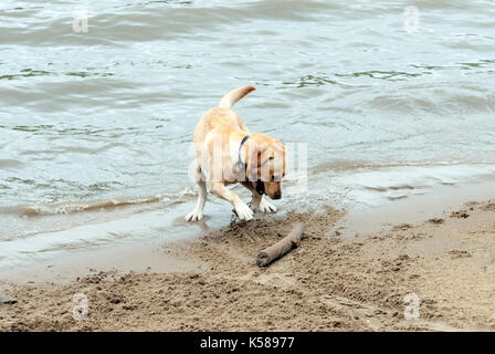 London, Großbritannien. 08 Sep, 2017. Hund begraben Stick im Sand an den Münze Street Beach entfernt. Regen in London am Südufer der Themse. Credit: JOHNNY ARMSTEAD/Alamy leben Nachrichten Stockfoto