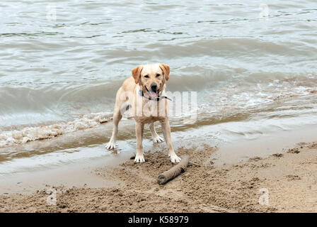 London, Großbritannien. 08 Sep, 2017. Hund begraben Stick im Sand an den Münze Street Beach entfernt. Regen in London am Südufer der Themse. Credit: JOHNNY ARMSTEAD/Alamy leben Nachrichten Stockfoto