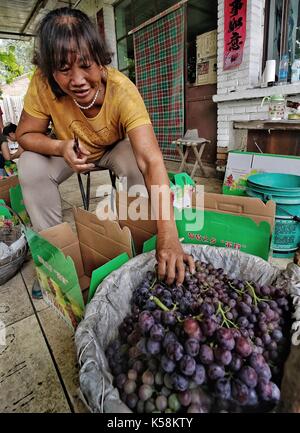 Peking, China. 9 Sep, 2017. Ein Landwirt Pakete Trauben in Caiyu Stadt, Daxing District von Peking, die Hauptstadt Chinas, Sept. 9, 2017. Mehr als 20.000 Mu (1.333 Hektar) der Trauben Felder eingegeben werden, die erntezeit vor kurzem hier. Credit: Li Xin/Xinhua/Alamy leben Nachrichten Stockfoto