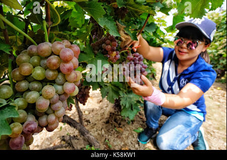 Peking, China. 9 Sep, 2017. Ein Tourist nimmt Trauben auf einem Weingut in Caiyu Stadt, Daxing District von Peking, die Hauptstadt Chinas, Sept. 9, 2017. Mehr als 20.000 Mu (1.333 Hektar) der Trauben Felder eingegeben werden, die erntezeit vor kurzem hier. Credit: Li Xin/Xinhua/Alamy leben Nachrichten Stockfoto