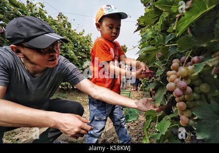 Peking, China. 9 Sep, 2017. Touristen aus Trauben auf einem Weingut in Caiyu Stadt, Daxing District von Peking, die Hauptstadt Chinas, Sept. 9, 2017. Mehr als 20.000 Mu (1.333 Hektar) der Trauben Felder eingegeben werden, die erntezeit vor kurzem hier. Credit: Li Xin/Xinhua/Alamy leben Nachrichten Stockfoto