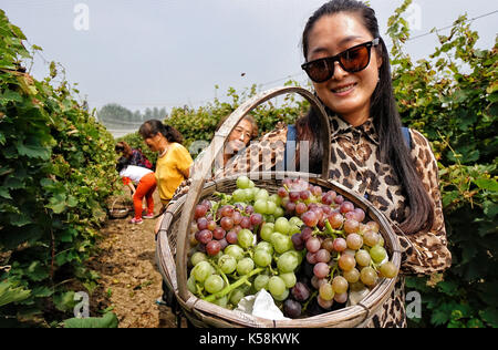 Peking, China. 9 Sep, 2017. Touristen aus Trauben auf einem Weingut in Caiyu Stadt, Daxing District von Peking, die Hauptstadt Chinas, Sept. 9, 2017. Mehr als 20.000 Mu (1.333 Hektar) der Trauben Felder eingegeben werden, die erntezeit vor kurzem hier. Credit: Li Xin/Xinhua/Alamy leben Nachrichten Stockfoto