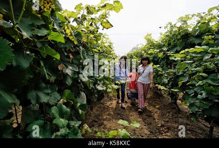 Peking, China. 9 Sep, 2017. Touristen aus Trauben auf einem Weingut in Caiyu Stadt, Daxing District von Peking, die Hauptstadt Chinas, Sept. 9, 2017. Mehr als 20.000 Mu (1.333 Hektar) der Trauben Felder eingegeben werden, die erntezeit vor kurzem hier. Credit: Li Xin/Xinhua/Alamy leben Nachrichten Stockfoto