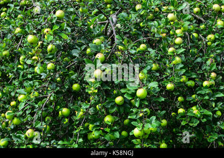 Wilde äpfel Reifen auf einem alten Baum in einem verlassenen Obstgarten in den Adirondack Mountains, New York, NY, USA Stockfoto