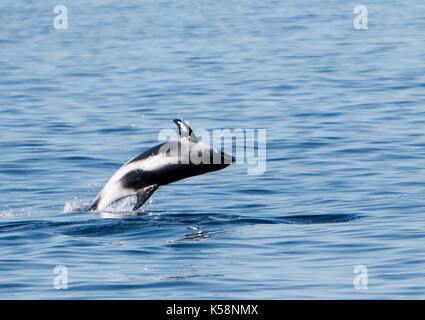 Weiß beaked Dolphin [Lagenorhynchus albirostris] aus dem Wasser springen. Island. Stockfoto