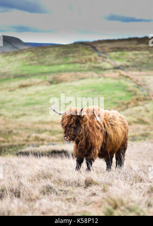 Highland Cattle, genannt auch langhaarige Highland Cattle. Die Beweidung auf windigen Hügel. Britische Landwirtschaft Hintergrund. Baslow Kante, Peak District. Stockfoto