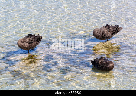 Ruhe schwarze Schwäne im seichten Wasser zwischen Griffiths Island und dem Festland - Port Fairy, Victoria, Australien Stockfoto