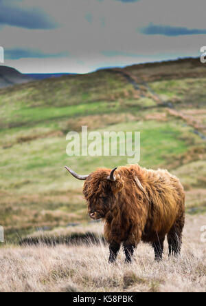 Highland Cattle, genannt auch langhaarige Highland Cattle. Die Beweidung auf windigen Hügel. Britische Landwirtschaft Hintergrund. Baslow Kante, Peak District. Stockfoto