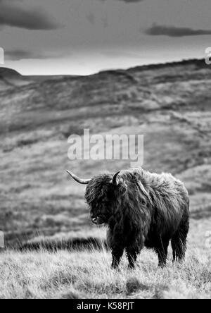 Highland Cattle, genannt auch langhaarige Highland Cattle. Die Beweidung auf windigen Hügel. Britische Landwirtschaft Hintergrund. Baslow Kante, Peak District. Stockfoto