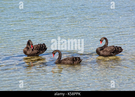 Schwarze Schwäne im seichten Wasser zwischen Griffiths Island und dem Festland - Port Fairy, Victoria, Australien Stockfoto