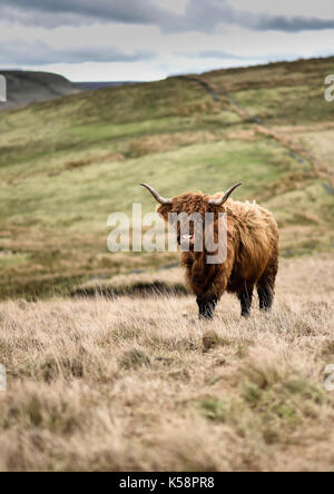 Highland Cattle, genannt auch langhaarige Highland Cattle. Die Beweidung auf windigen Hügel. Britische Landwirtschaft Hintergrund. Baslow Kante, Peak District. Stockfoto