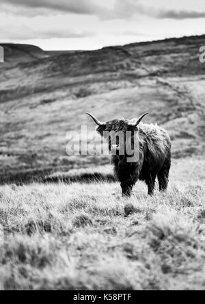 Highland Cattle, genannt auch langhaarige Highland Cattle. Die Beweidung auf windigen Hügel. Britische Landwirtschaft Hintergrund. Baslow Kante, Peak District. Stockfoto