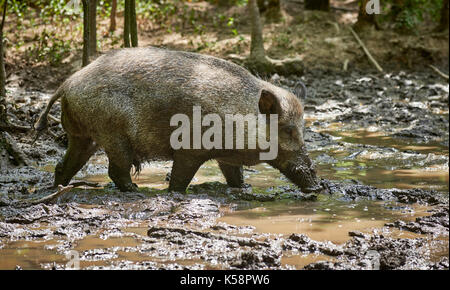 Wildschwein, Europäischen Wildschwein (Sus scrofa), schwappt durch Schlamm Stockfoto
