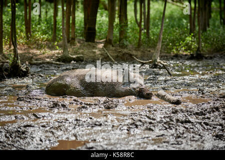 Wildschwein, Europäischen Wildschwein (Sus scrofa), Baden im Schlammbad Stockfoto