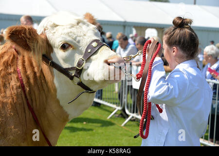 Süden von England Show 2016 Ardingly Showground, einen Preis bull vorgeführt, die für die Beurteilung der Rinder zeigen. Kredit Terry Applin Stockfoto