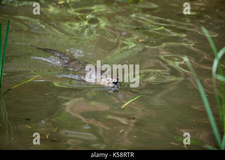 Schwimmen Eurasischen river Otter, Lutra lutra Stockfoto