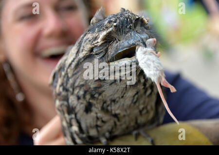 Ein tawny frogmouth Eule Essen einer Maus. Kredit Terry Applin Stockfoto