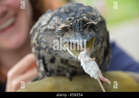 Süden von England Show 2016 in Ardingly. Ein tawny frogmouth Eule Essen einer Maus. Kredit Terry Applin Stockfoto