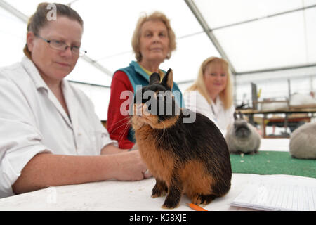 Süden von England Show 2016 Ardingly Showground, ein Hase ist durch den Richter an einem Kaninchen zeigen unter die Lupe genommen. Kredit Terry Applin Stockfoto