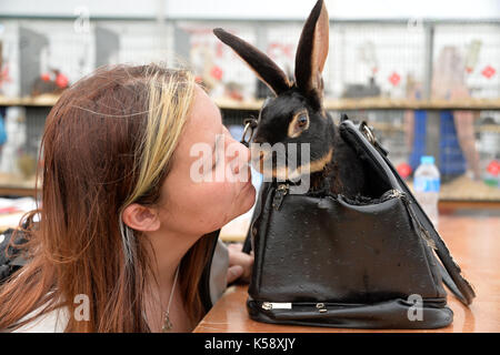 Süden von England Show 2016 Ardingly Showground Kaninchen zeigen, ein Aussteller hält Ihr Kaninchen in ihrer Handtasche. Kredit Terry Applin Stockfoto