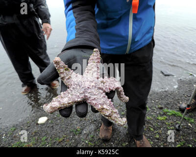 Mann, Seesterne, ALASKA Stockfoto