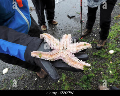 Mann mit SEETANG BLÄTTER, ALASKA Stockfoto