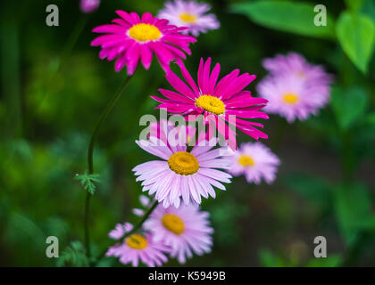 Rosa und purpurnen Blüten von Malte daisy im Garten wächst. Stockfoto