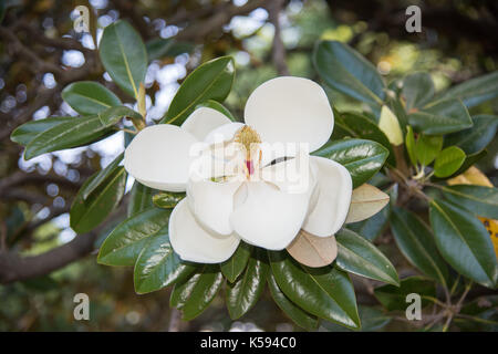 Nahaufnahme von Bull Bay Magnolienbaum mit weißen Blumen im Frühling in Sydney, Australien. Stockfoto