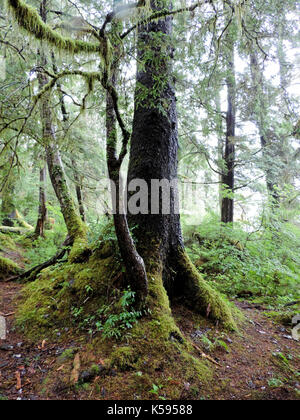 Grünes Wachstum im Regenwald, ALASKA Stockfoto