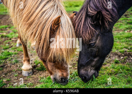 Zwei Pferde essen Gras auf einer Wiese in Island. Stockfoto