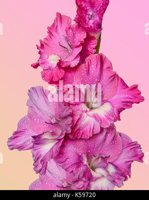 Single Spike von gladiolen Blumen mit Blüten von Pink, Lila und Weiß und das Wasser Tropfen Regen in der Nähe von hellen Pastelltönen Hintergrund isoliert Stockfoto