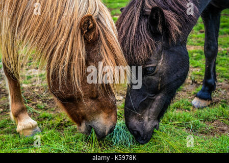 Zwei Pferde essen Gras auf einer Wiese in Island. Stockfoto