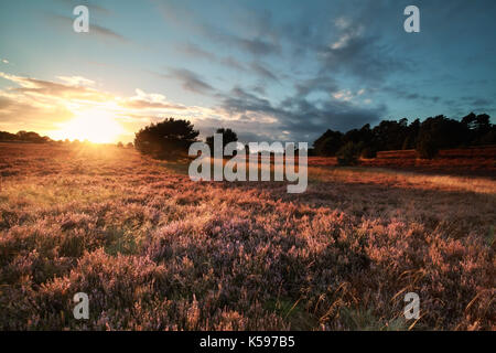 Goldene Abendsonne über blühende Sommerwiese Stockfoto