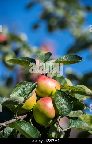 Äpfel wachsen auf einem Apfelbaum Stockfoto