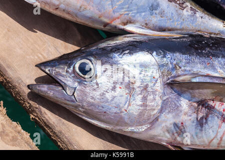 Kap Verde SAL frisch gefangenen Fisch Gelbflossenthun (Thunnus albacares) auf dem Pier in Santa Maria, Insel Sal, Kap Verde, Afrika Stockfoto